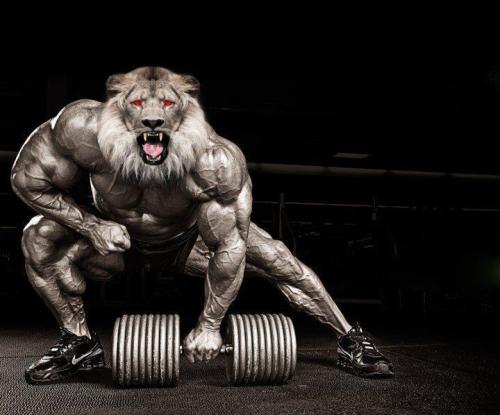 Bodybuilder Lion